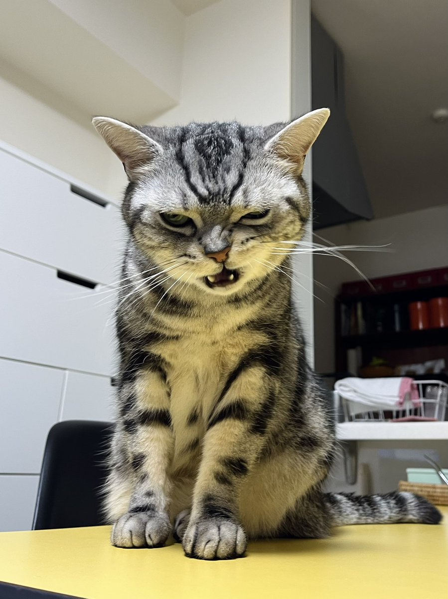 gentlerain0's tweet photo. 猫の日。猫は元気です。 https://t.co/CxhS00mGjv