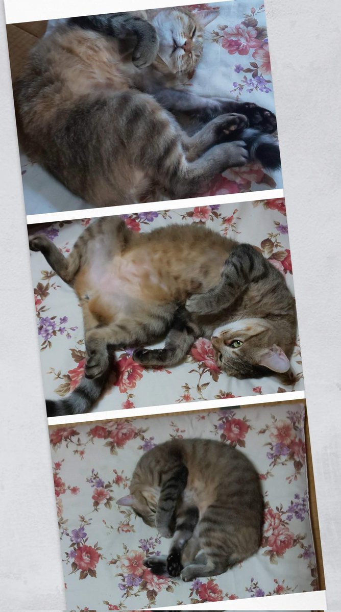 ienekogaimasu's tweet photo. #猫の日 https://t.co/y7v7jt5huF