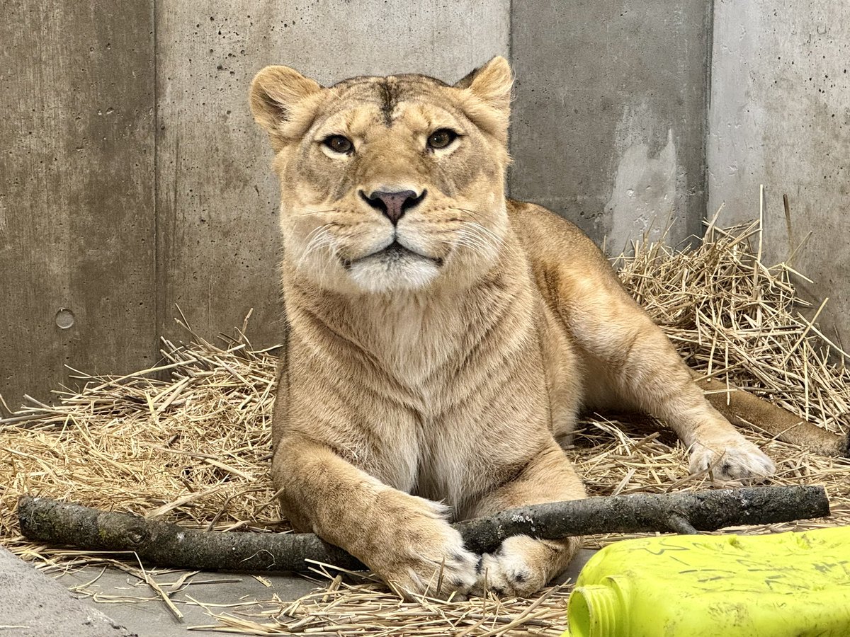 今日は #猫の日🐈 寒い中ご来園いただきありがとうございました
