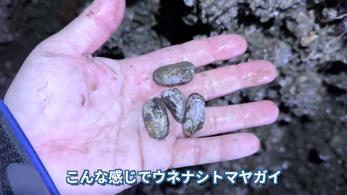 YouTube】暗渠の壁、牡蠣の隙間から生えてくるように棲息する不思議な