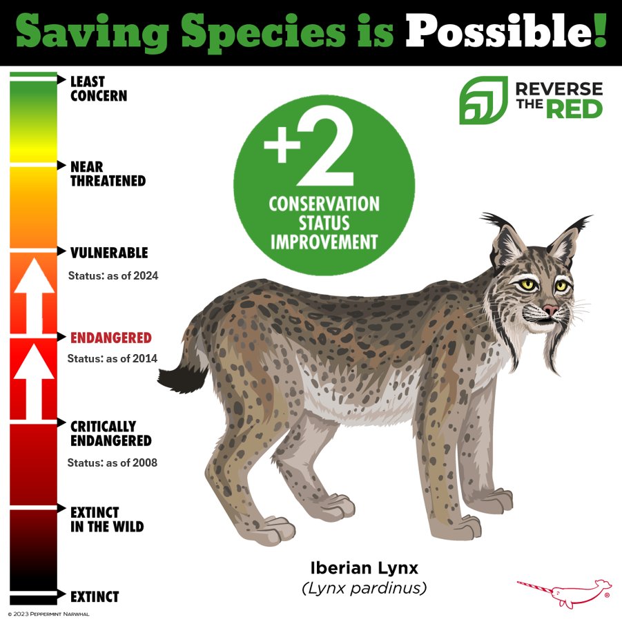 Saving species is possible depending on the action we take.

We are working to #ReverseTheRed and we’re taking action to recover species.

Learn more about @ReversetheRed here: reversethered.org