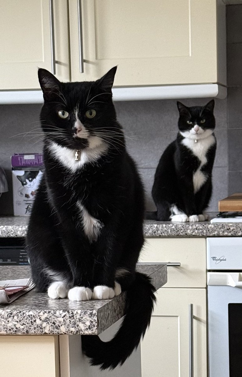 TimCootes's tweet photo. Happy Caturday 🐈‍⬛
#Caturday #CatsOfX #cat 
@SimonsCat @RolfatWarwick @TreasuryMog https://t.co/HRyxvUGDOv