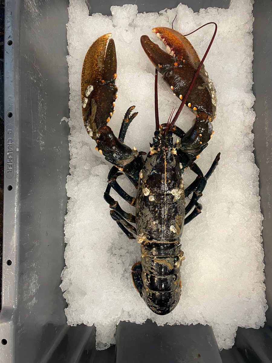 UFAveiling's tweet photo. "Vers uit de Noordzee! 🦞✨ 
Deze indrukwekkende kreeft van maar liefst 3 kilo werd gisteren gevangen en is gisteren aangeland op de visafslag in Stellendam bij United Fish Auctions N.V. Zeldzame delicatesse, rechtstreeks uit de zee! 🌊🍽️ 
#VerseVangst #Kreeft #UFA#Stellendam" https://t.co/gCttD7qu67