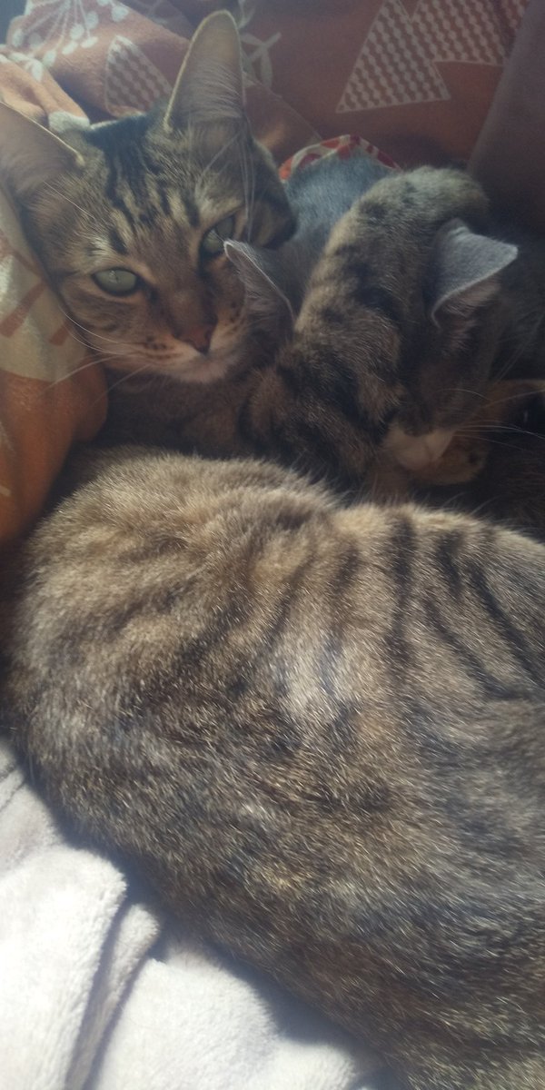 mayutama46's tweet photo. ねこの日 https://t.co/uaWNZQgoA5