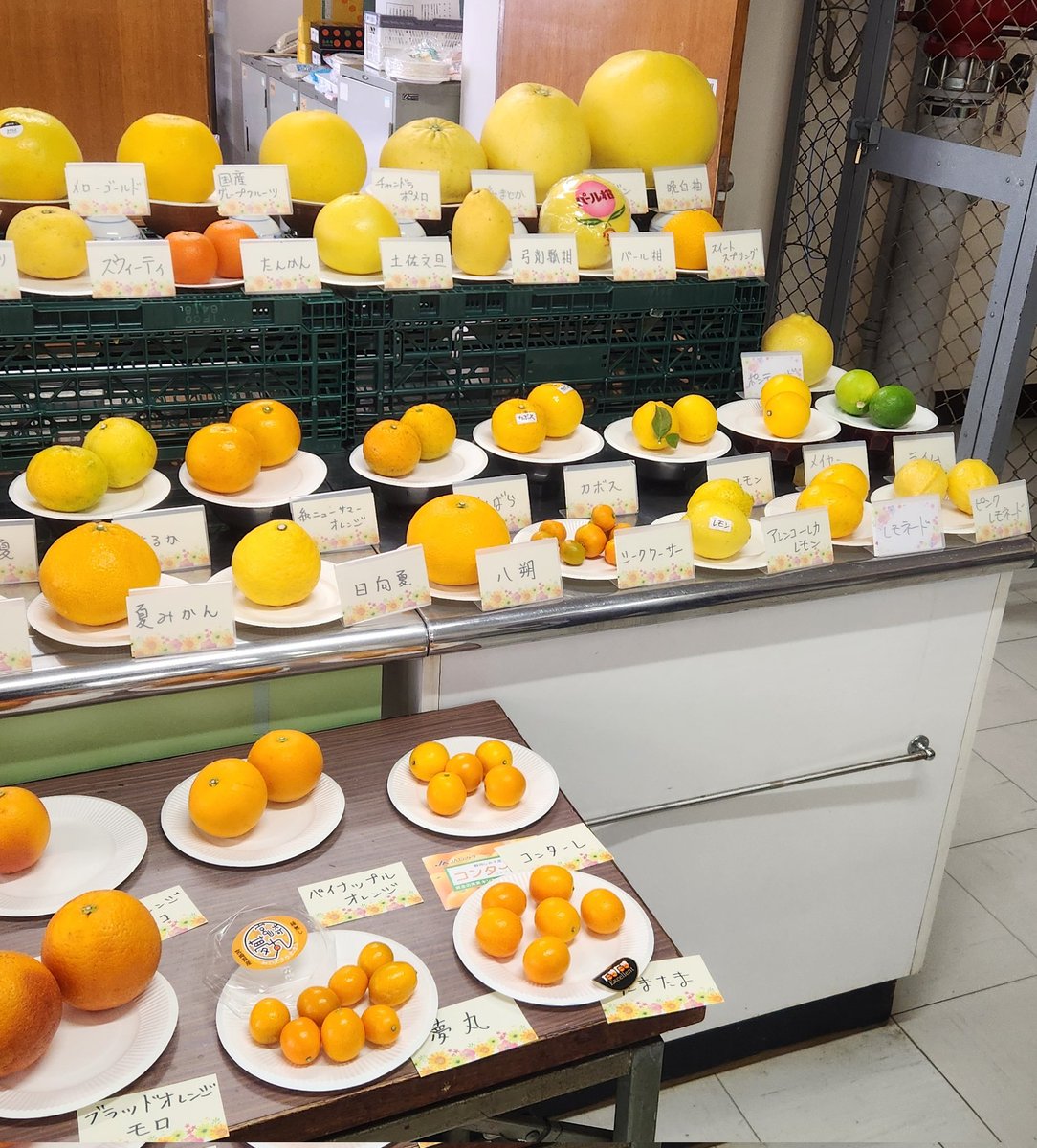 柑橘を楽しむ会に参加してきました。

この光景はいつも壮観です。

多くの品種を食べ比べ、改めてはまさき(麗紅)が私のお気に入りだと実感できました。

もうひとつのお気に入り品種のにじゅうまるが解禁され、店頭にならぶのを心待ちにしている今日この頃。

がっつり佐賀県の柑橘ファンです。