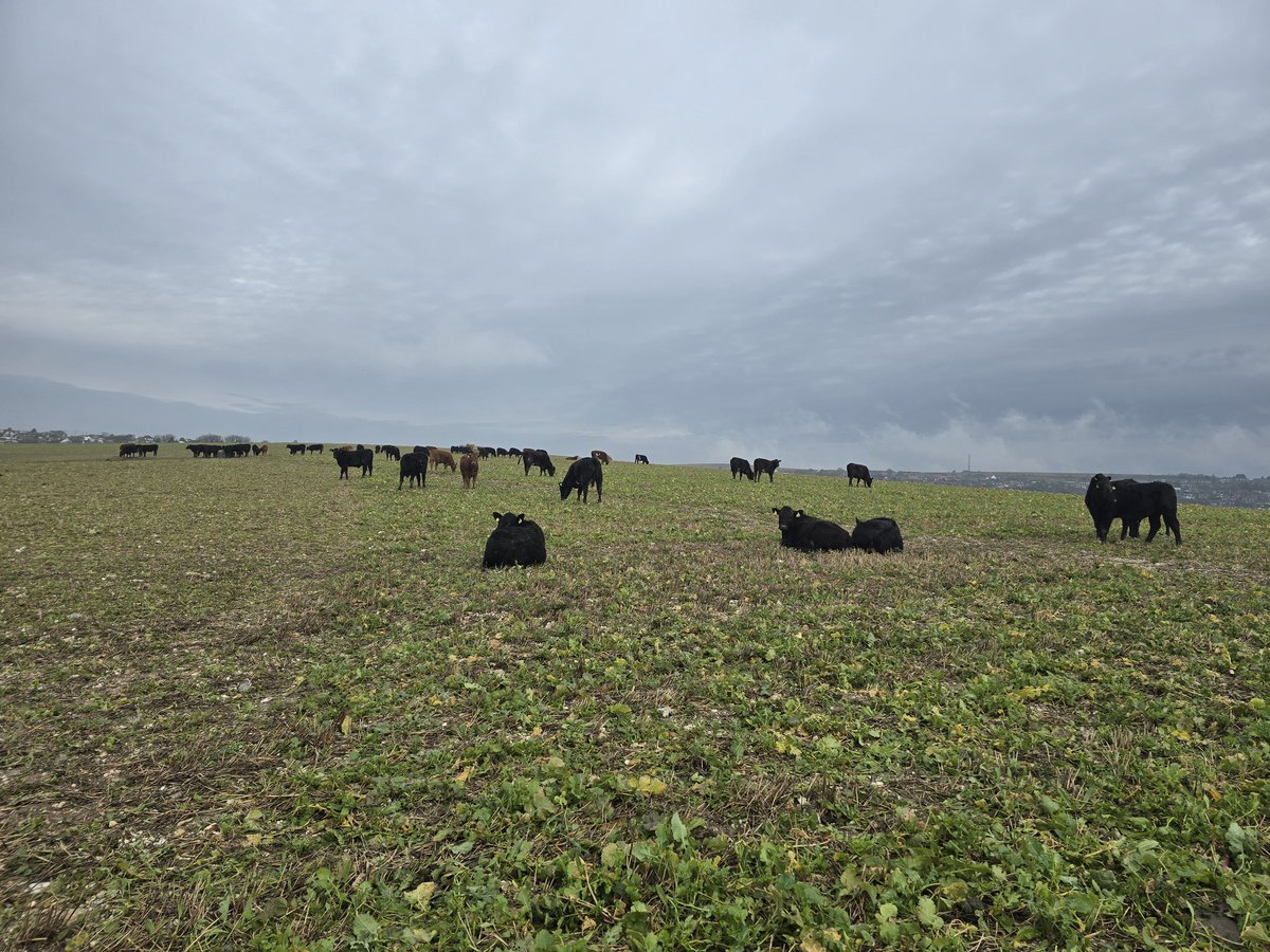 bwcarrfarms's tweet photo. Final stretch before they hit the spring grass in March https://t.co/7fN1waWsur