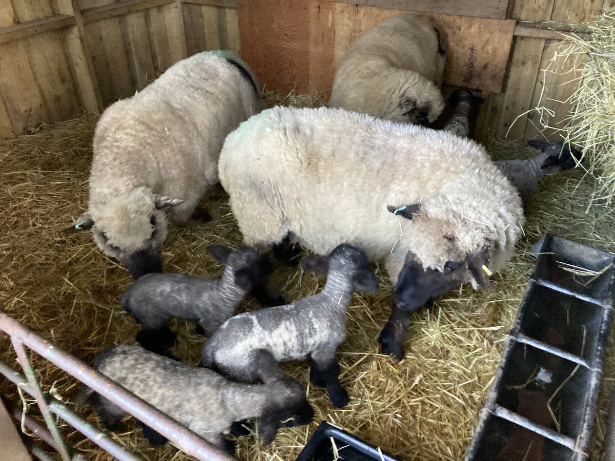 Ballindean Ryelands & Menmuir Oxford Downs tweet media