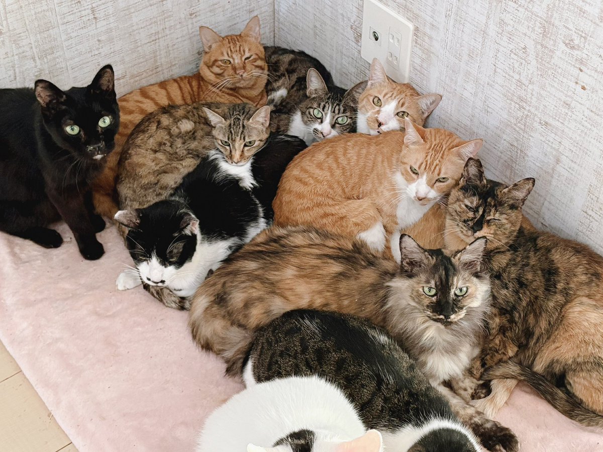 エアコン下に集合🎀
全ての猫たち幸せに過ごせますように。
 #猫の日
