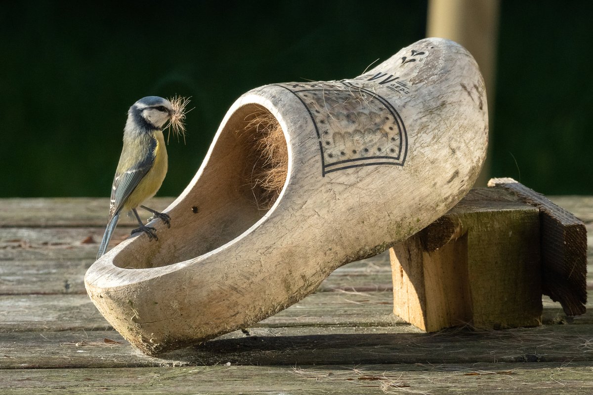 vogelnieuws's tweet photo. Laat je wel eens hondenharen liggen om vogels te helpen met hun nestje?

Superaardig, maar helaas blijkt uit onderzoek dat er vaak antivlooien-gif in zit. Daar gaan jonge vogels dood van. 😨

Hier nestmateriaal dat je veilig kunt geven: https://t.co/17dmUiBKwh 😊

📸 Benny Zijl https://t.co/MXdGkfHsHO