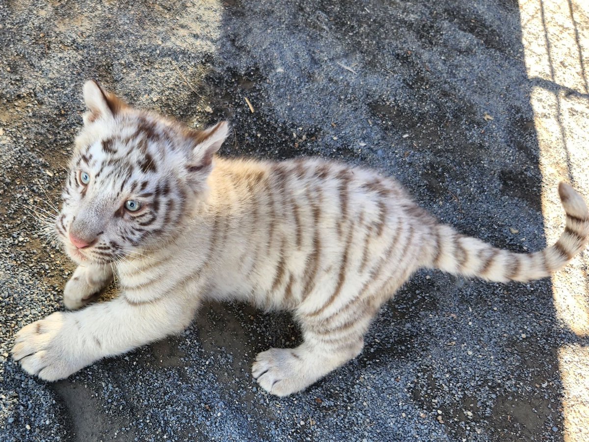 とうぶチビとらダイアリー】 すくすく成長中のチビとらたち🐾 みなさん