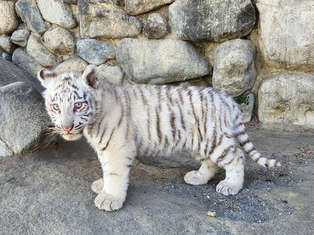 とうぶチビとらダイアリー】 すくすく成長中のチビとらたち🐾 みなさん