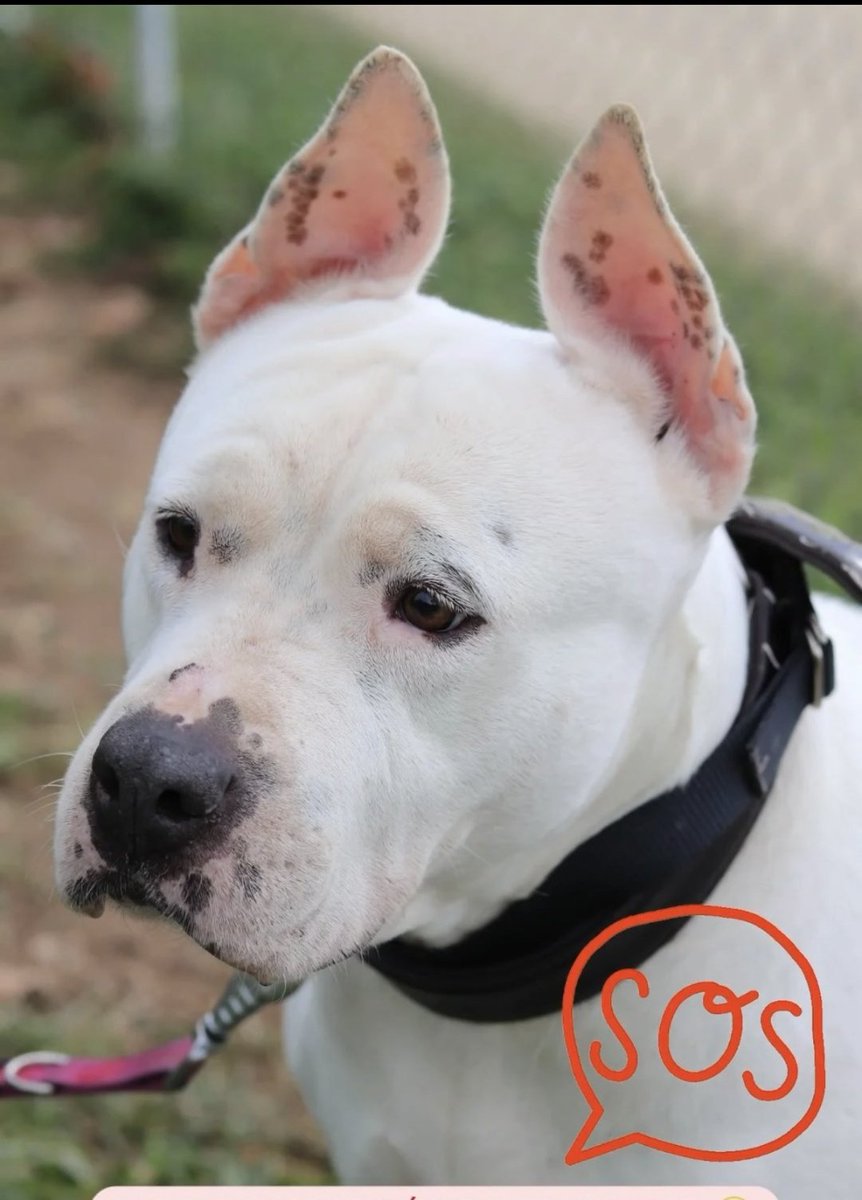 🆘️😢
Me estoy muriendo

Tengo 6 años
Me llamo Roli Me abandonaron por estar enferma
Voy a pasar mis últimas semanas sola entre 4 vallas,pasando frío y preguntándome qué hice mal

Necesito una familia que me arrope y me despida
 <a href="/ProtectoraTrrss/">Protectora Animales de Terrassa</a> cubren mis gastos
#Terrassa