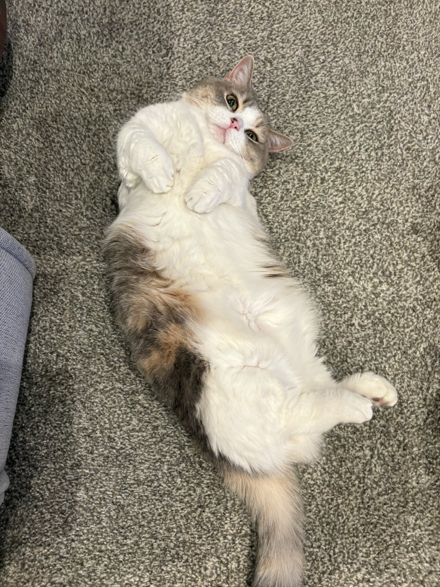 ❤︎ネコ好きかよちゃんページ❤︎ 猫大好き - Search / X