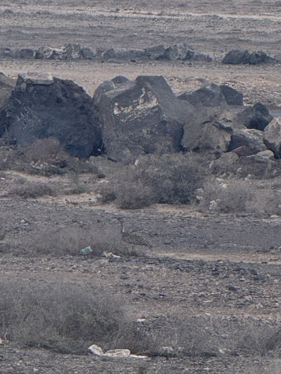 birdwatcher55's tweet photo. Houbara Bustard, great views on the edge of Playa Blanca Lanzarote. Bad photo due to iPhone and heat haze. Sad that it’s standing next to crisp packets and rubbish. Great bird though! https://t.co/o8i4MFFGcp