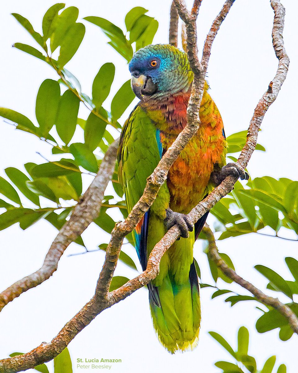 Birds Caribbean tweet media
