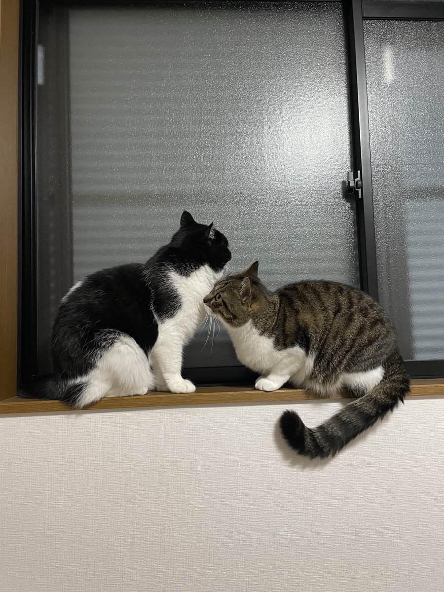 oto_panda's tweet photo. にゃん🐈🐈‍⬛ https://t.co/NQ0ARdF4NV