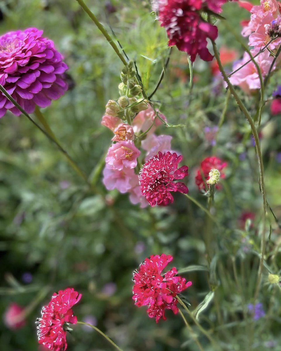 Garden Brocante tweet media