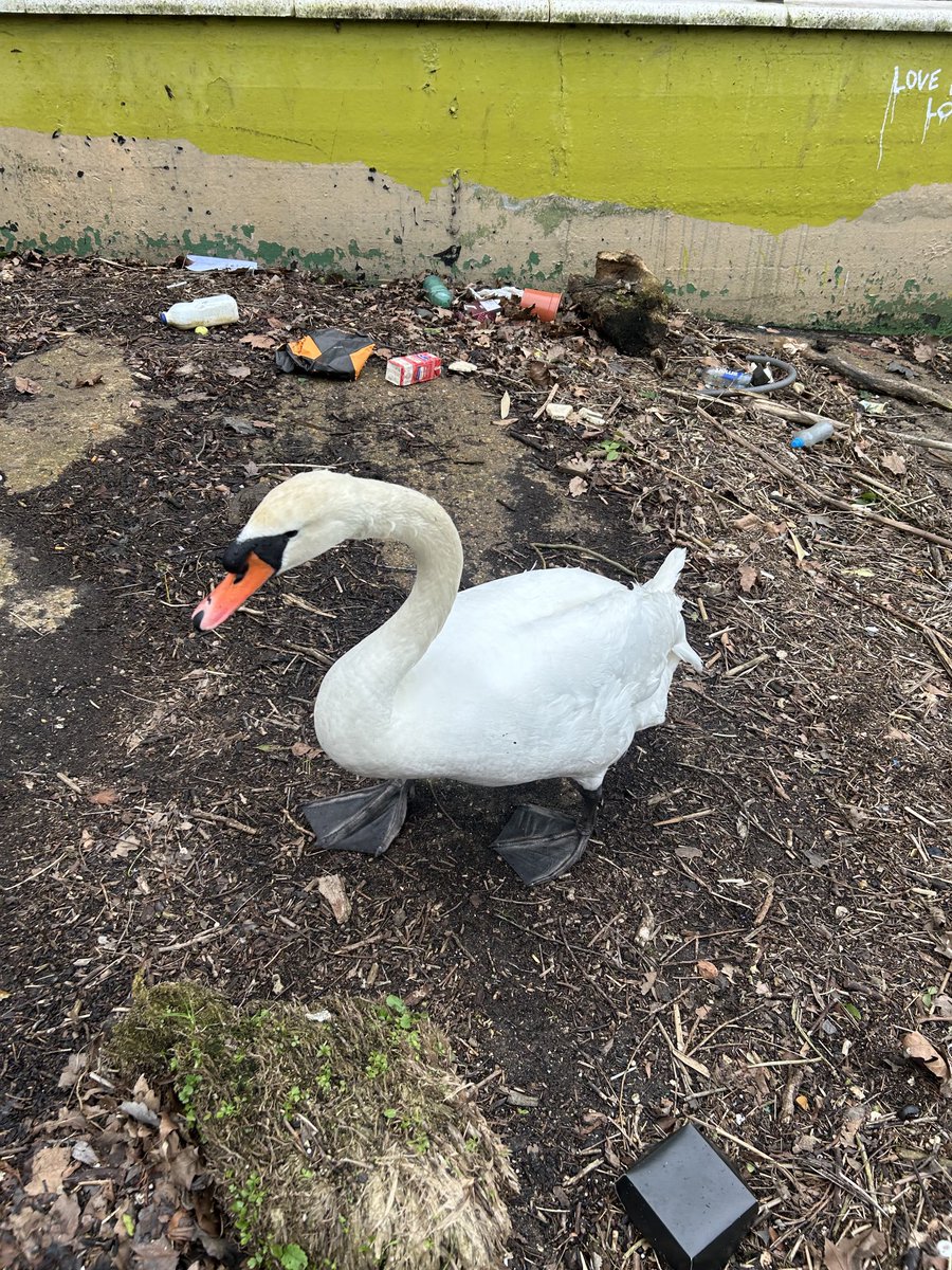 Its sad to see nature’s creatures forced to live among our human litter.   For a moment, I thought we had a new recruit for our monthly Thames21 litter pick in Hammersmith.