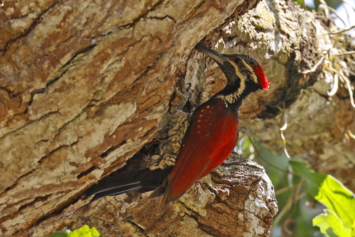 Dominic Mitchell tweet media