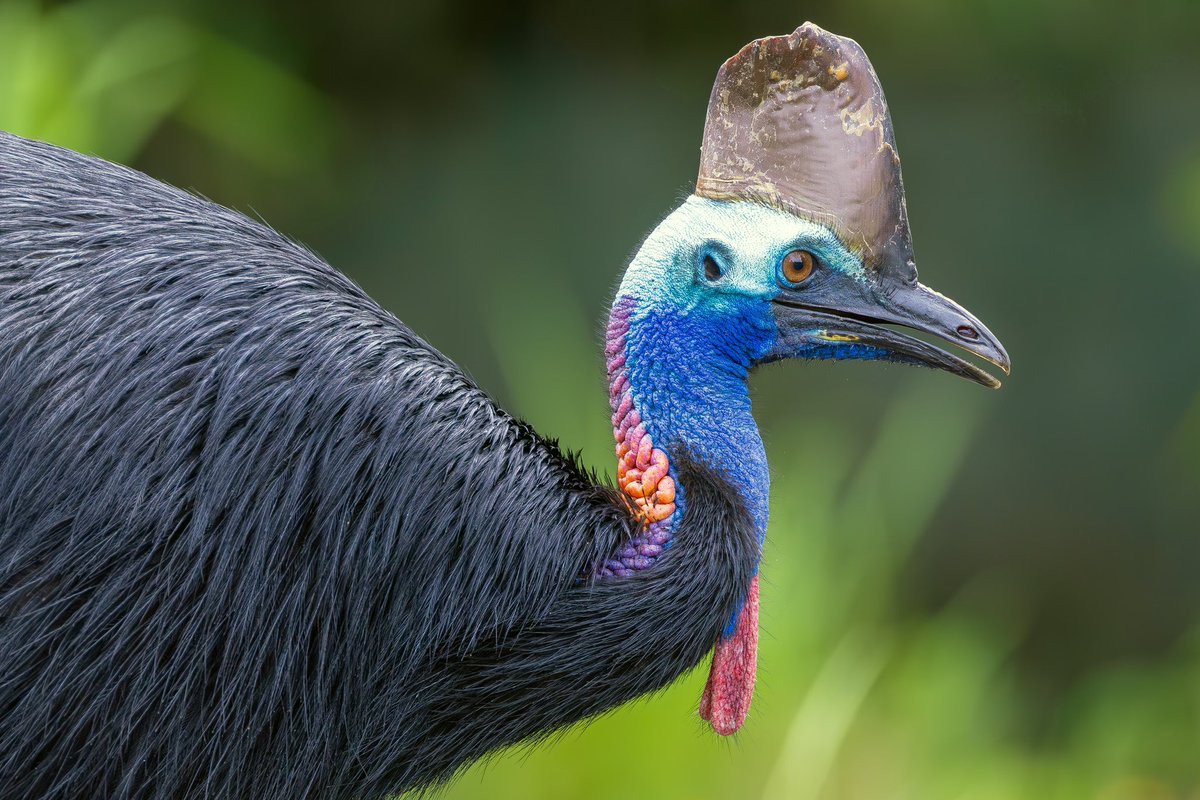 Nigel Witham tweet media