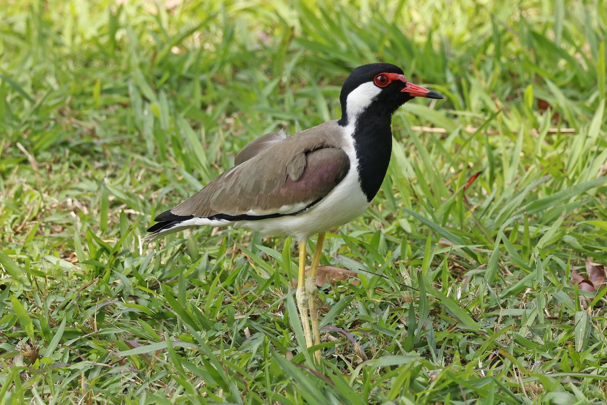 Dominic Mitchell tweet media