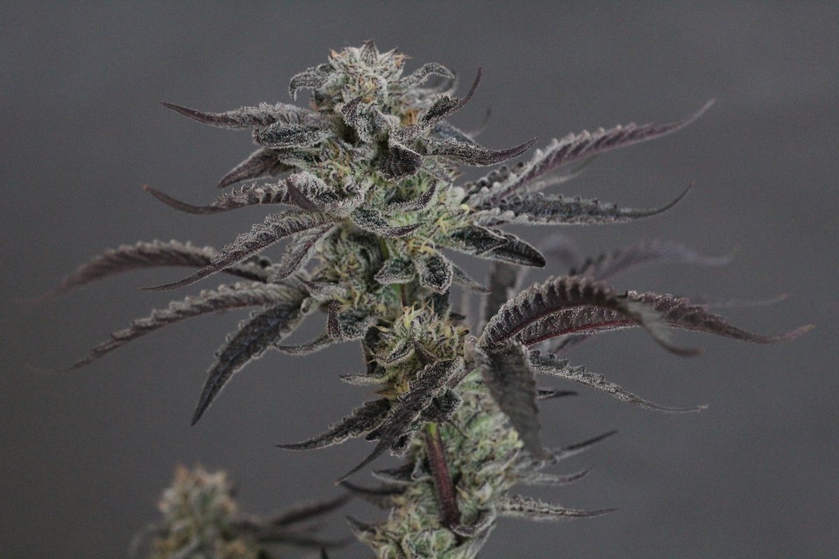 📘24 ti 17 from <a href="/beleafcannabiss/">Beleaf Cannabis</a> 
Thanks <a href="/BeleafSpark/">Spark1033</a>