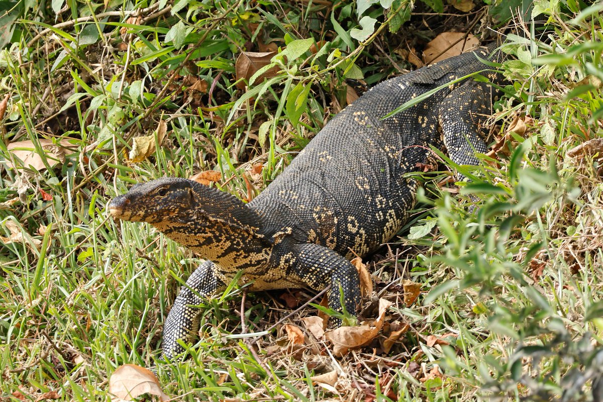 Dominic Mitchell tweet media