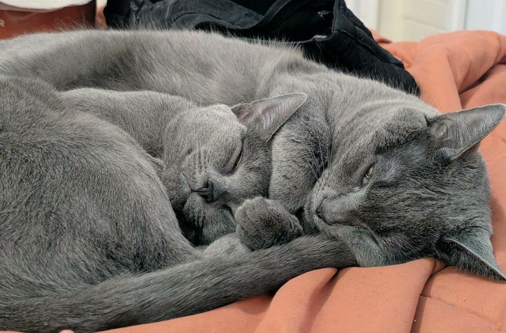 NatureUnIeashed's tweet image. ♥️HAVE A GOOD NIGHT EVERYONE ♥️