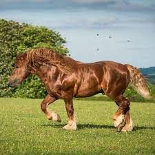 JL125587 Lincolnshire, (Near Burghley House) – Working Couple Required, Private Estate.

*Live in positions *Salary £27k pa neg. per role *40-45 hours a week /5.5 days a weekin season
thegroomslist.co.uk/equine-jobs/12…

#horsejobsinlincolnshire #jobs #thegroomslist #heavyhorses #showgroom