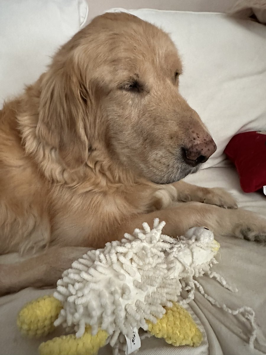 kimemmet's tweet image. Our beautiful boy Chase passed away on his own this morning, outside on a cold, sunny day in CT, surrounded by us almost two years since his lymphoma diagnosis. He had declined rapidly these past few days, and we knew we had done all we could for him. He fought so hard, and we…