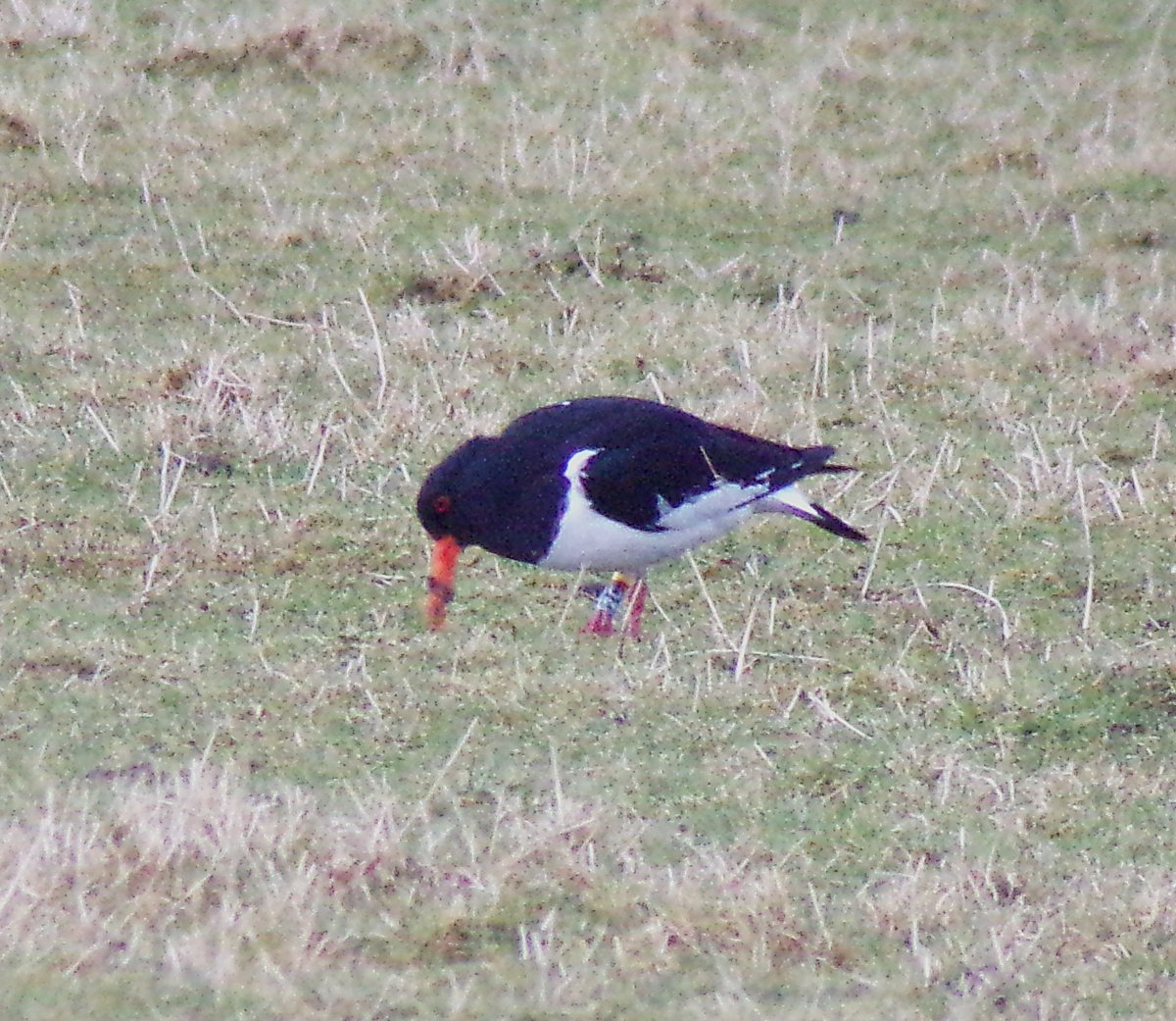 Parula (@tireebirder) on Twitter photo Oystercatcher 2C (blue) ringed at Dawlish Warren in Sep 2018 is back for at least its second summer on #Tiree It was displaying in a group of 25 birds yesterday at Kirkapol <a href="/WarrenBirding/">Dawlish Warren</a> Oystercatcher 2C (blue) ringed at Dawlish Warren in Sep 2018 is back for at least its second summer on #Tiree It was displaying in a group of 25 birds yesterday at Kirkapol <a href="/WarrenBirding/">Dawlish Warren</a>