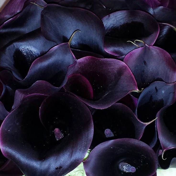 di petsa fw25 and dark purple calla lilies ☂️