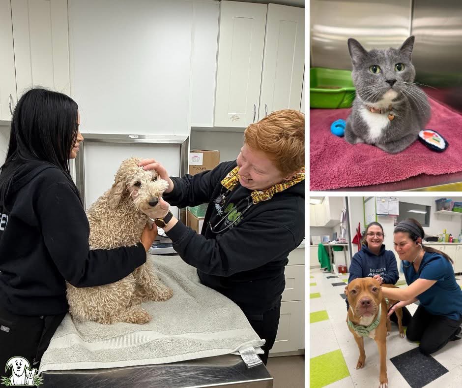 Are you a Calgary senior with a pet in need of some basic vet care? 🩺

AARCS is offering free pet wellness clinics for seniors (65+) to ensure your pet stays happy and healthy. 😺

The next one is March 19 - apply now because spots are limited!
aarcs.ca/wellness-clini…. 
#AARCS