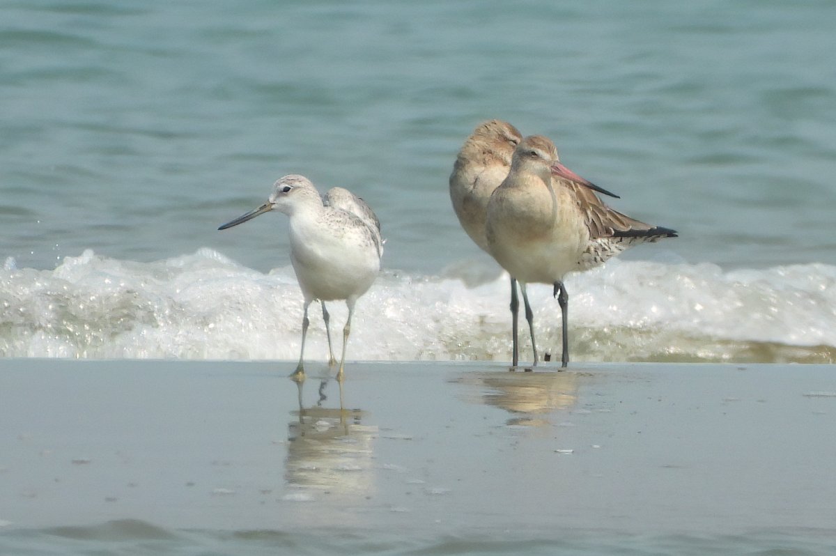 Nordmann's Greenshanks, Bangladesh.