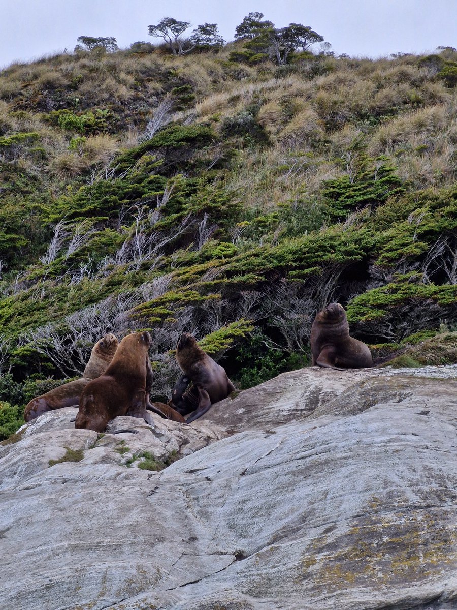 Lobos marinos en Isla Diablo #navegación #muestreo #Magallanes #puq
