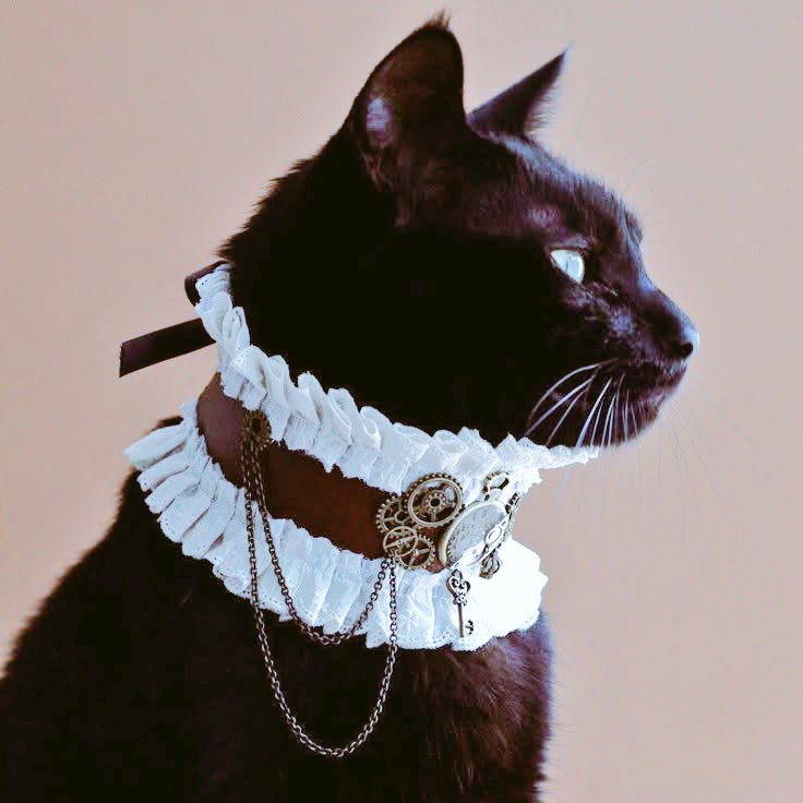 WonderofILX's tweet image. Ketika mikrofon didekatkan, aku sempat terdiam sebentar. Biar syahdu dulu.

“Meong. Meow, meow, meow. Mroww, mew, mew, meong… Morrow, mew, meow, meow. Meow… Meong.” Sudah pasti kata-kataku membuat kalian menangis, hmph.

Speech elegan saya sudah selesai, babu. @whimvagary