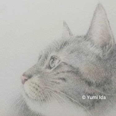 いだゆみ@イラストレーター&猫作家 (@sakura_yi) / X いだゆみ@イラストレーター&猫作家 (@sakura_yi) / X