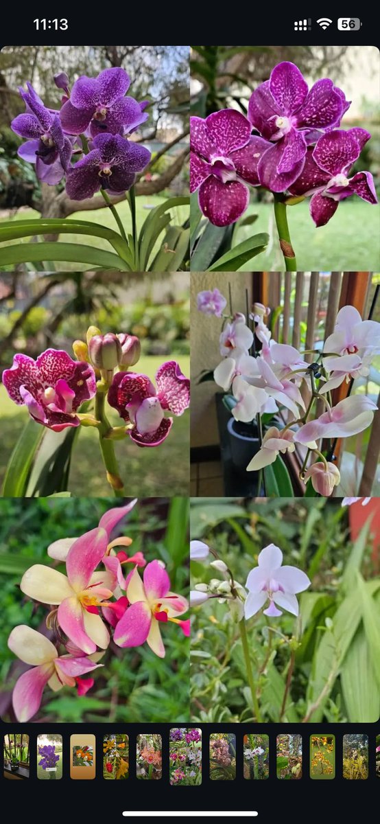 ugplants's tweet photo. Let’s see that #orchid! https://t.co/07p7MCXlHU