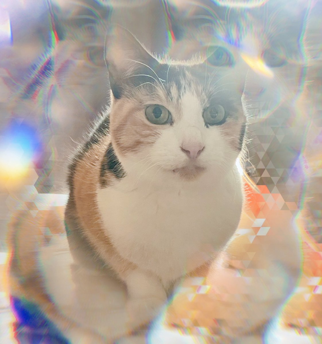 kawa_i_so's tweet photo. 「これからは毎日を #猫の日 にするのです」
「そして猫の日は労働を禁ずる。つまり…」
「「毎日朝から晩まで我々と共にゴロゴロするのだ」」
「良いですね？」「良いな？」 https://t.co/GR2TmBwiil