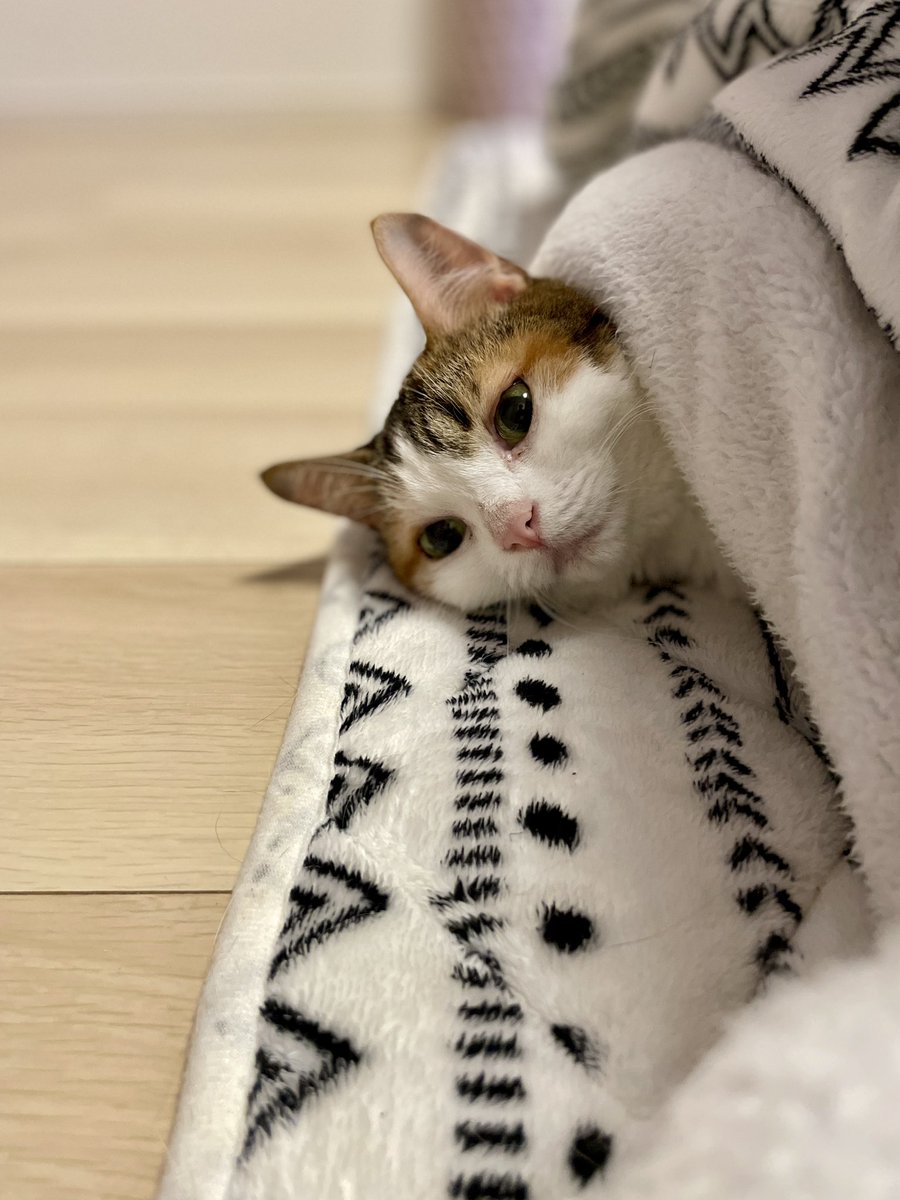 hp_14's tweet image. ねこの日みたいなので
うちのこたつねこ貼っときます
#猫の日 #こたつねこ