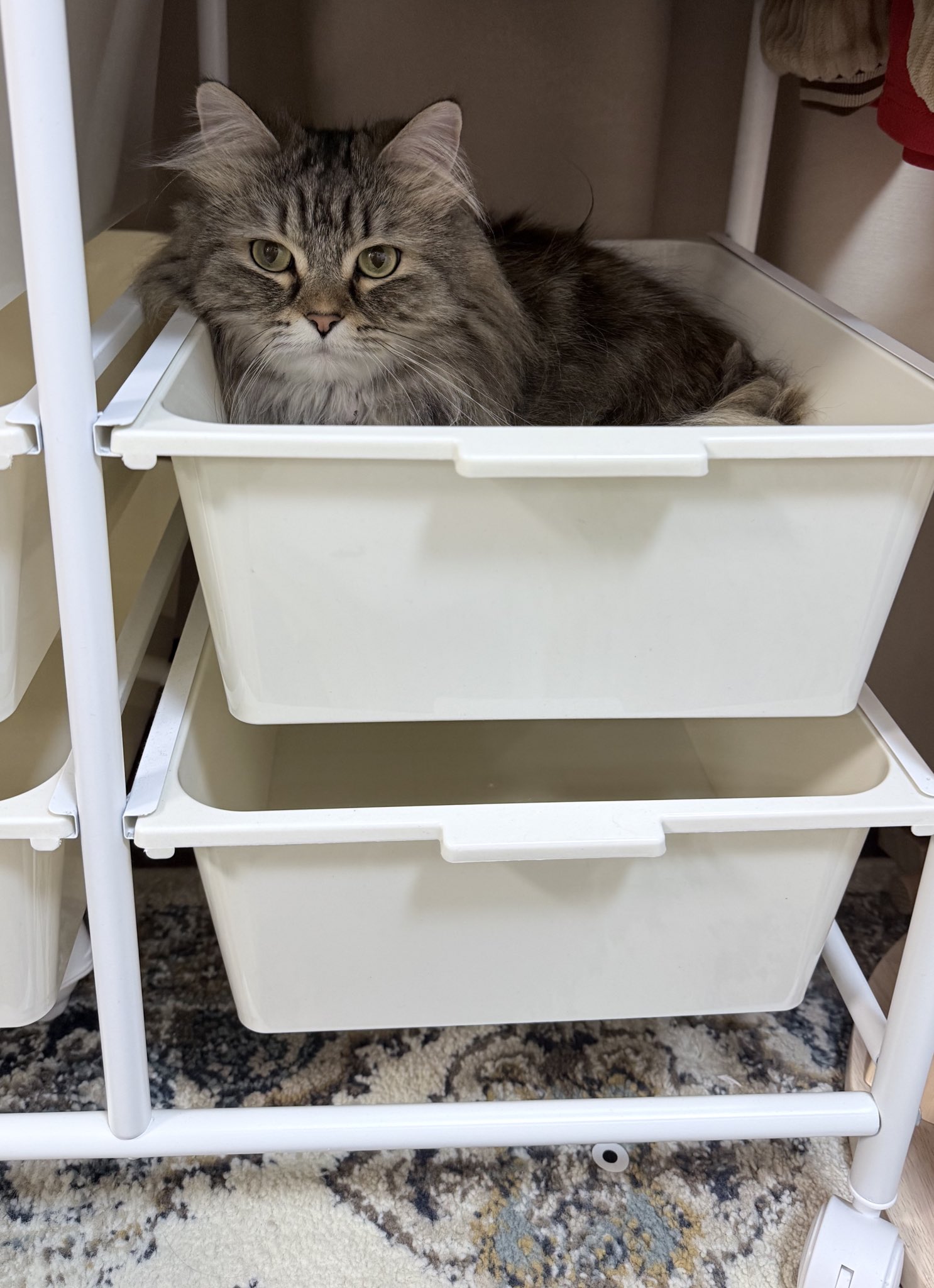 Azu🐾 (@azuzuo7) / X