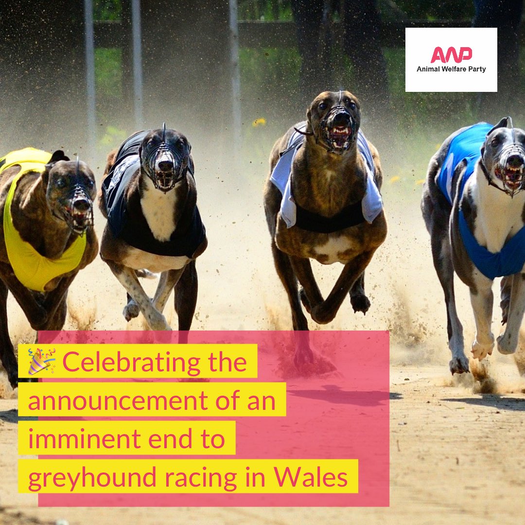 🎉AWP is delighted at news this week that Wales will become the first country in the UK to end greyhound racing. 

AWP has long argued that the commercial racing of horses &amp; dogs is inherently exploitative &amp; has no place in modern society. 🧵

bbc.com/news/articles/…