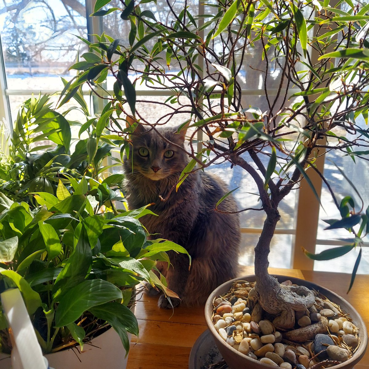 Happy Caturday from Lulu of the jungle😻
