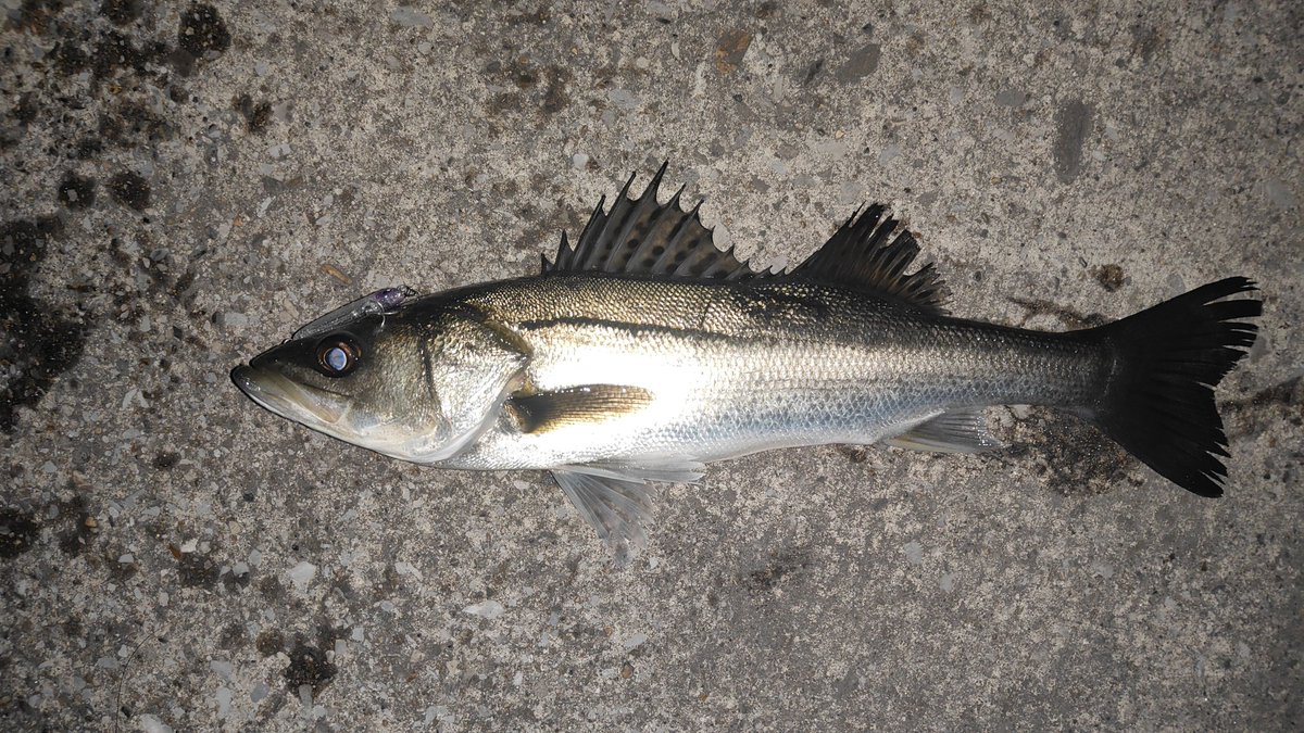 kituiakane's tweet photo. バチの抜けない潮回りはもっぱらこの釣り。
ハクボイルはまだ少ないけど確実にハクに付いてるからボイルの先にキャストすれば高確率でヒット。
断然ラプターが強いような気がする。
#LEGARE 
#レガーレ
#ラプター50ss
#RAPTOR50SS https://t.co/GGwBEU3qwx