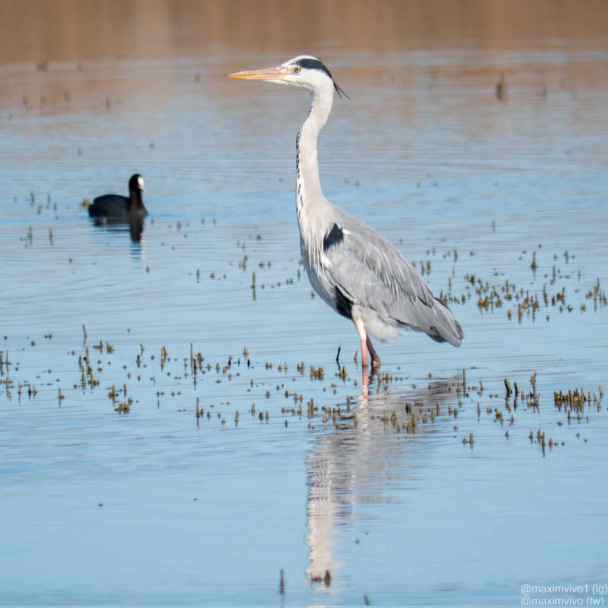 MaximVivo's tweet photo. Jo si fora eixa fotja no em fiaria molt de la garsa reial que quan està tan queta és que està tramant alguna malifeta.
#bernatpescaire #garsareial #garzareal #Ardeacinerea #greyheron #albuferadevalencia #birdwatching #birdphotography #fotja #focha #coot #fulicaatra #bird #birds https://t.co/7A5QsPR09O