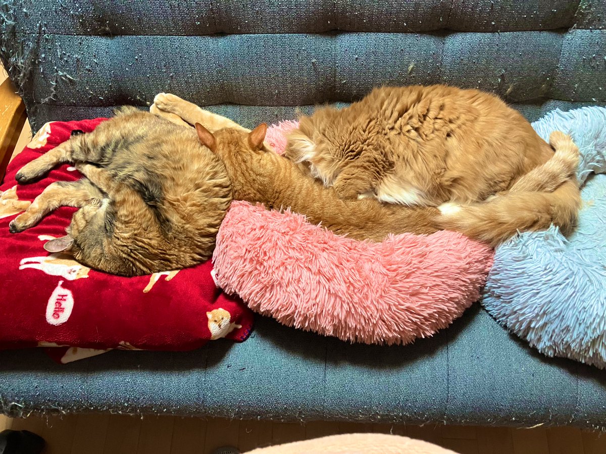 hate_____sate's tweet photo. #猫の日 https://t.co/f9uhbWkSu9