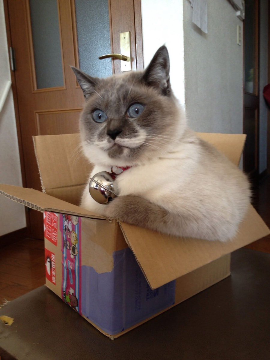 ほわったー tweet media