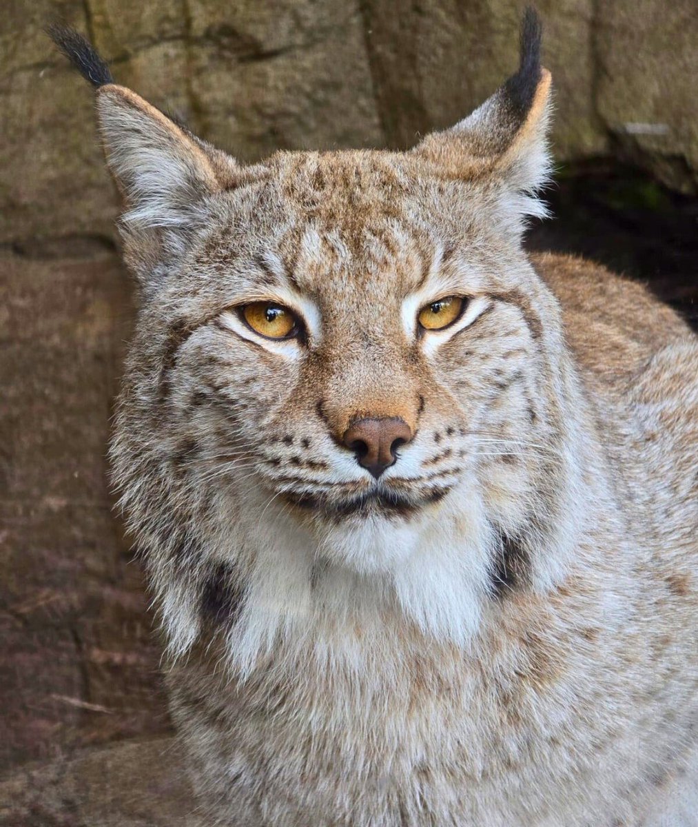 Ash delivering the most handsomest of caturdays

📷 Keeper Amber
