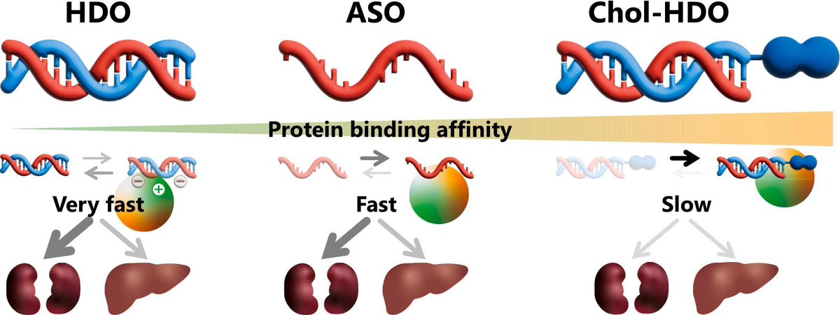 JCRnEDITORS's tweet image. Pharmacokinetics and protein binding of cholesterol-conjugated heteroduplex oligonucleotide.
| Makiya Nishikawa @TUS_PR_en |
[50 days' free access]
#conjugate #antisense #ProteinBinding #pharmacokinetics
kwnsfk27.r.eu-west-1.awstrack.me/L0/https:%2F%2…