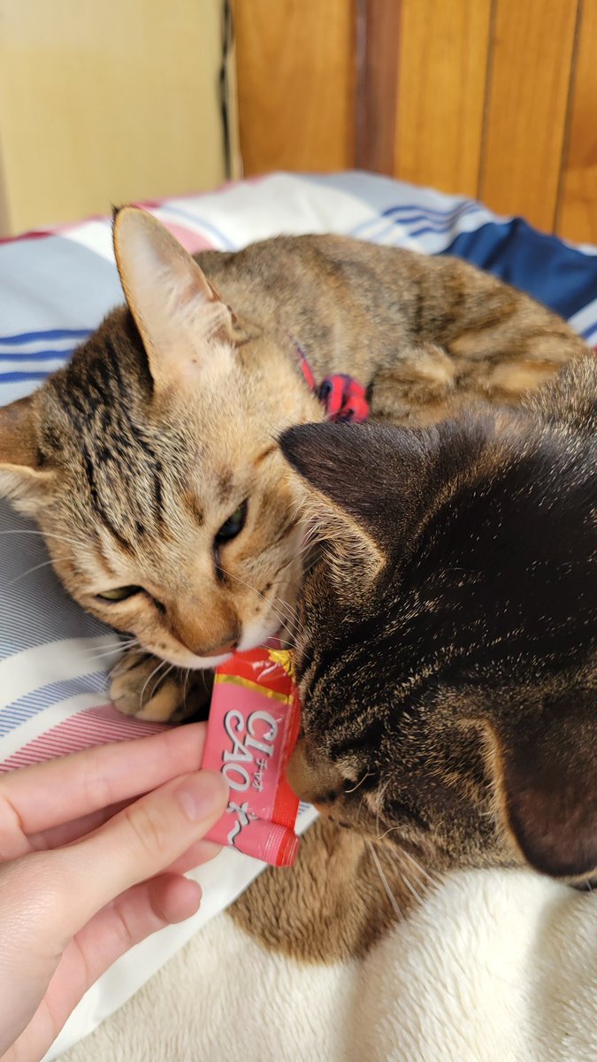 猫の日のすべりこみ！！
つなちゃんにあげてたらはむちゃんに取られそうになってた瞬間😻

#はむちゃん　#つなちゃん
#キジトラ　#猫の日
#猫のいる暮らし
#猫好きさんと繋がりたい